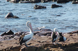 Avoca Beachfronts